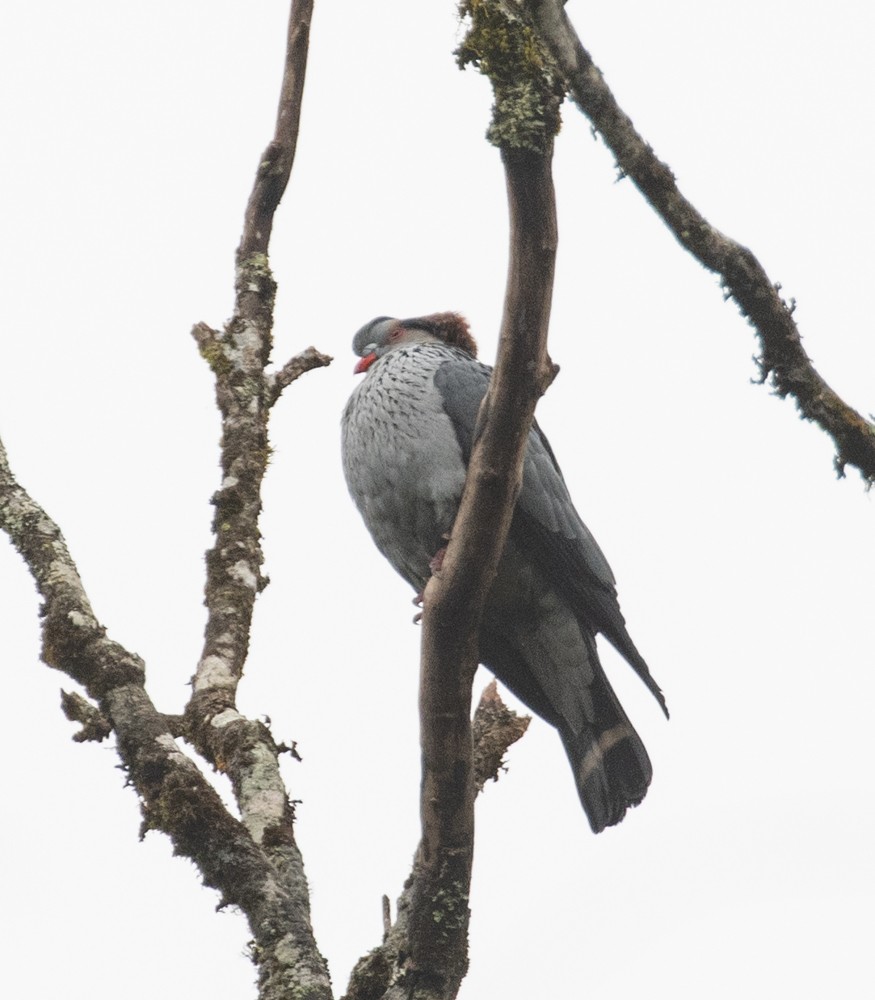 Topknot Pigeon - Lindy Fung