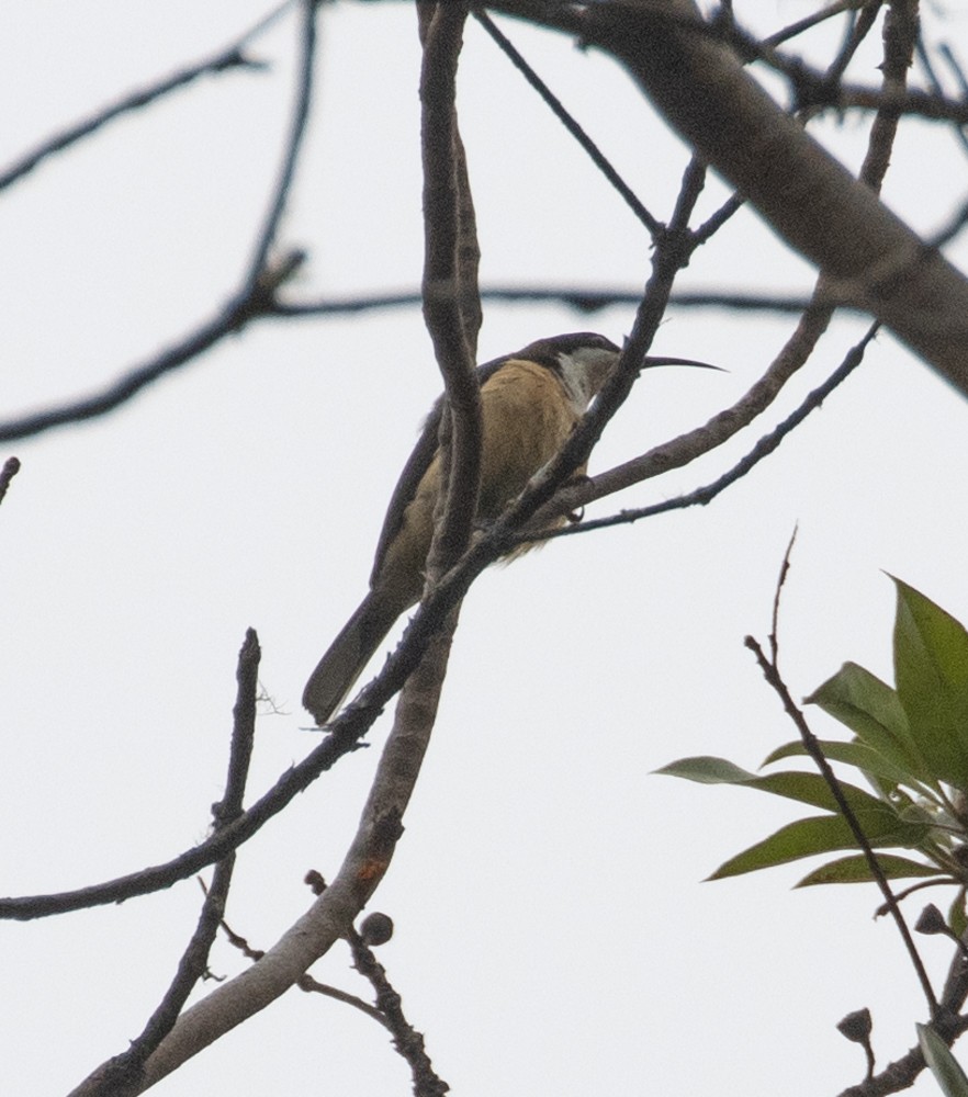 Eastern Spinebill - ML625263095