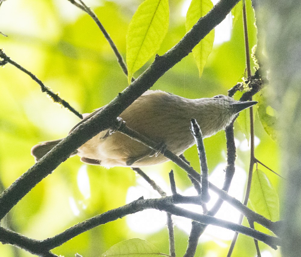 Bower's Shrikethrush - ML625263106