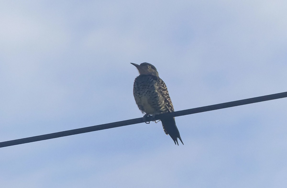 Chilean Flicker - ML625263265