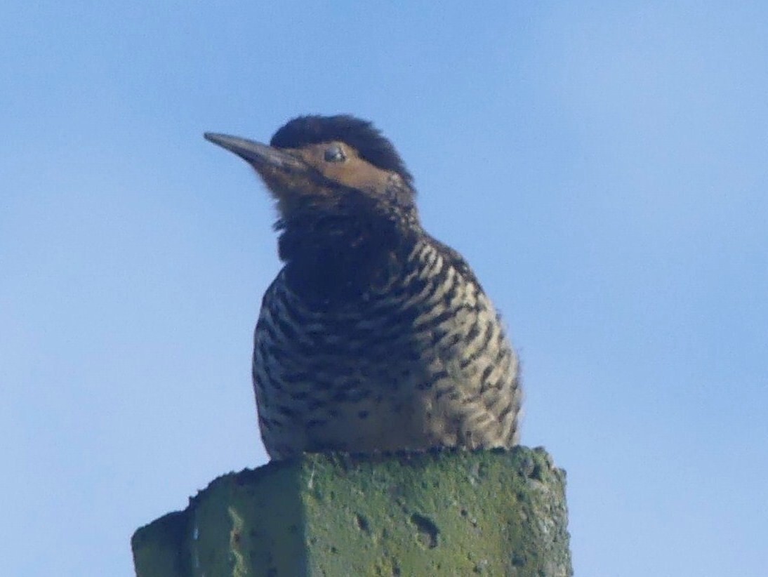 Chilean Flicker - ML625263266