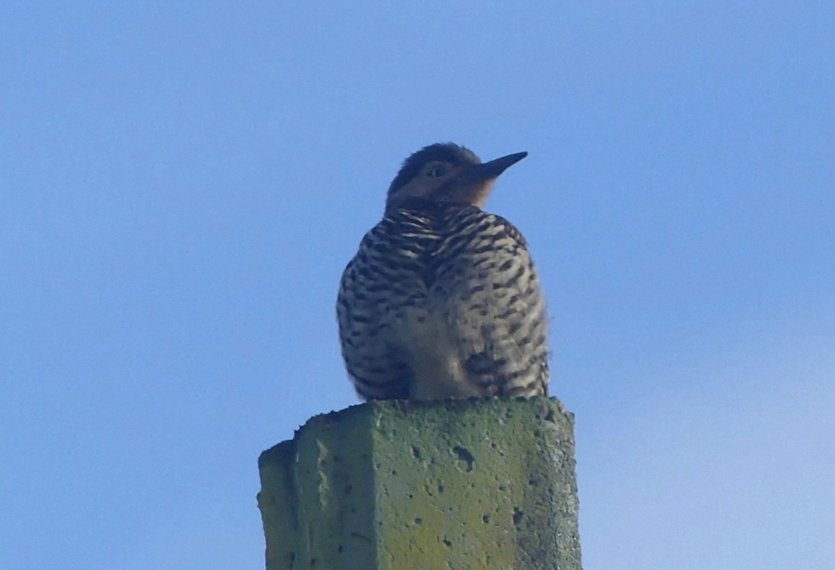 Chilean Flicker - ML625263267