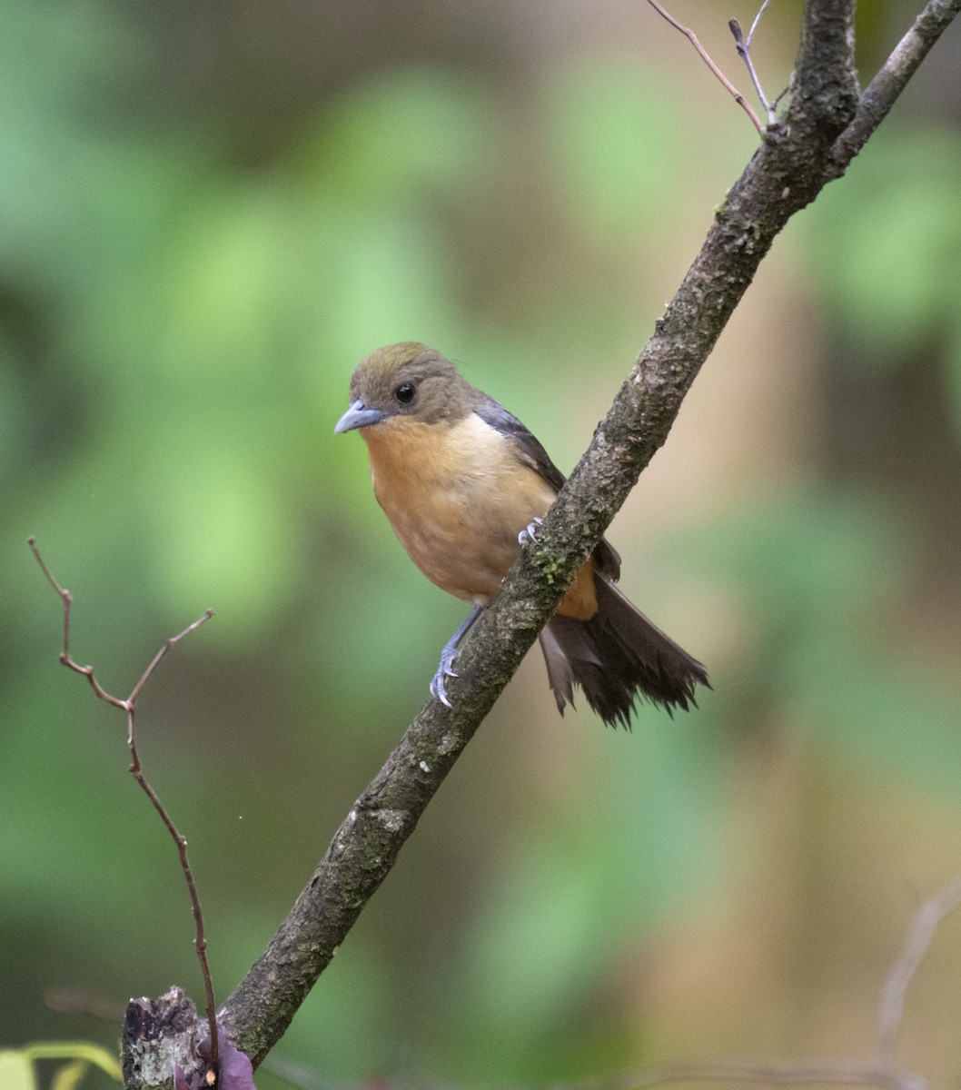 Black-goggled Tanager - ML625263433