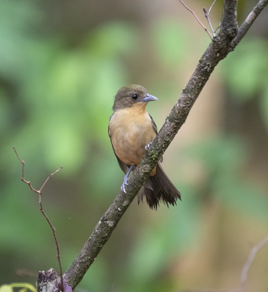 Black-goggled Tanager - ML625263434