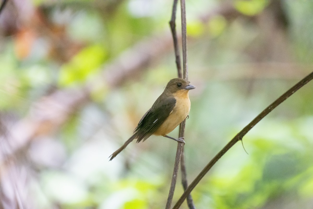 Black-goggled Tanager - ML625263435