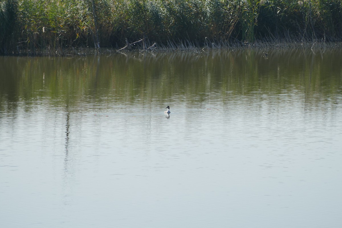 Great Crested Grebe - Jason Zhang