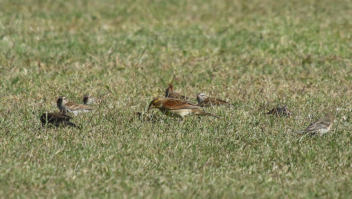 Dickcissel - ML625263560