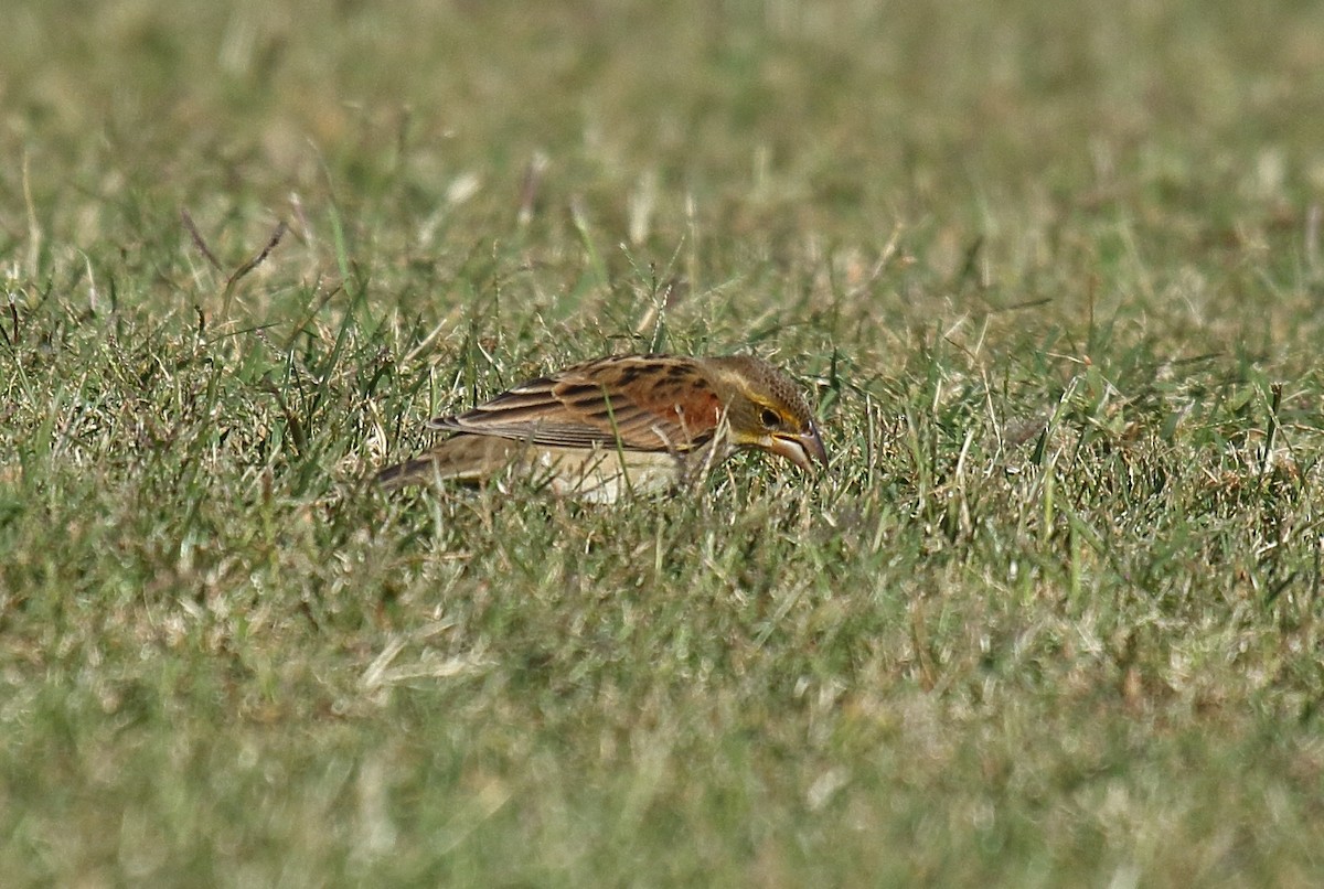 Dickcissel - ML625263561