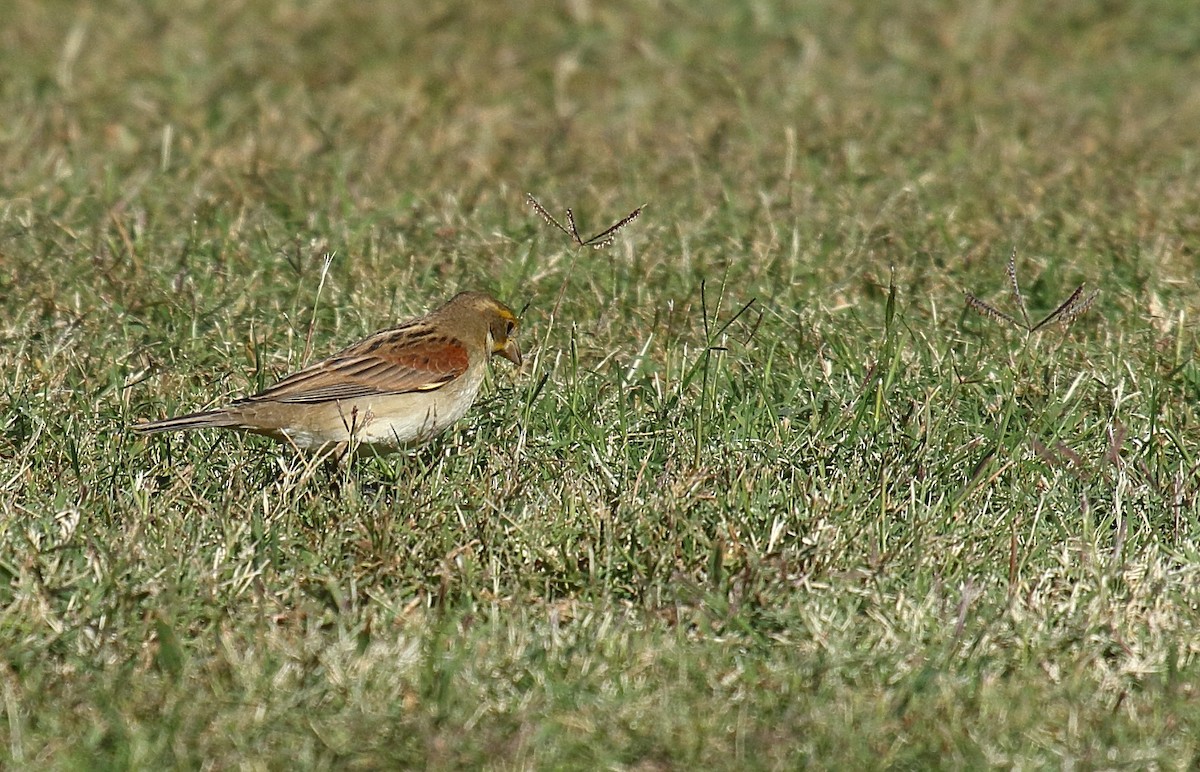 Dickcissel - ML625263562