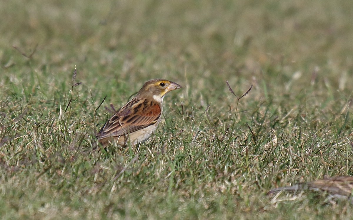 Dickcissel - ML625263563