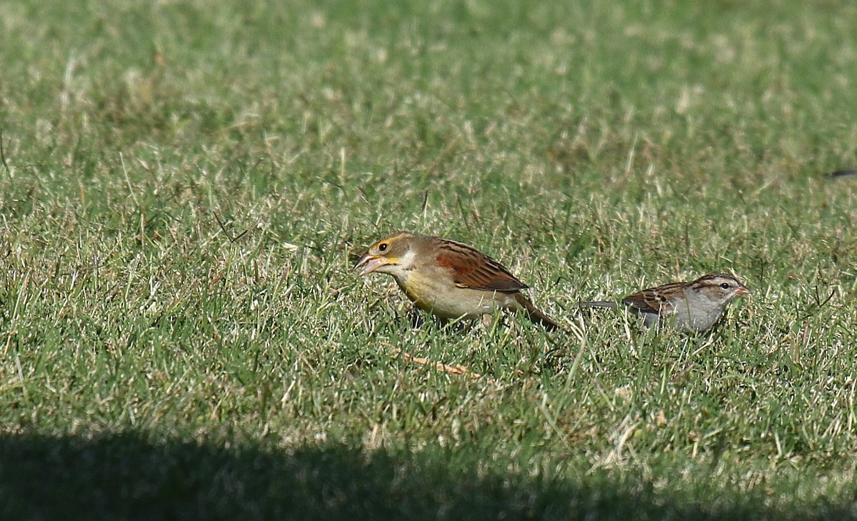 Dickcissel - ML625263568