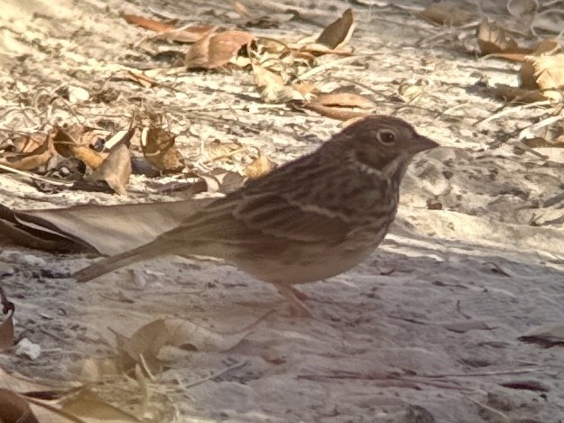 Vesper Sparrow - ML625263598