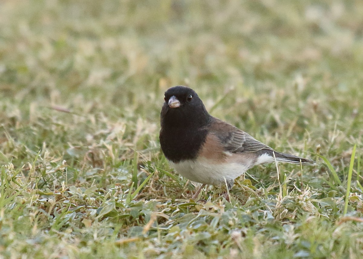 Dark-eyed Junco (Oregon) - ML625263599