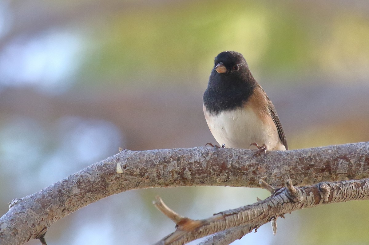 Dark-eyed Junco (Oregon) - ML625263600