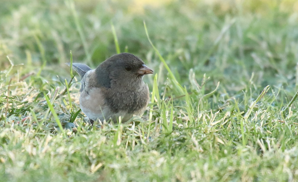 Dark-eyed Junco (Oregon) - ML625263601