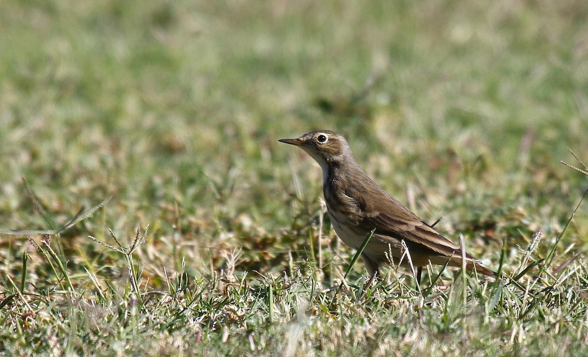 American Pipit - ML625263647