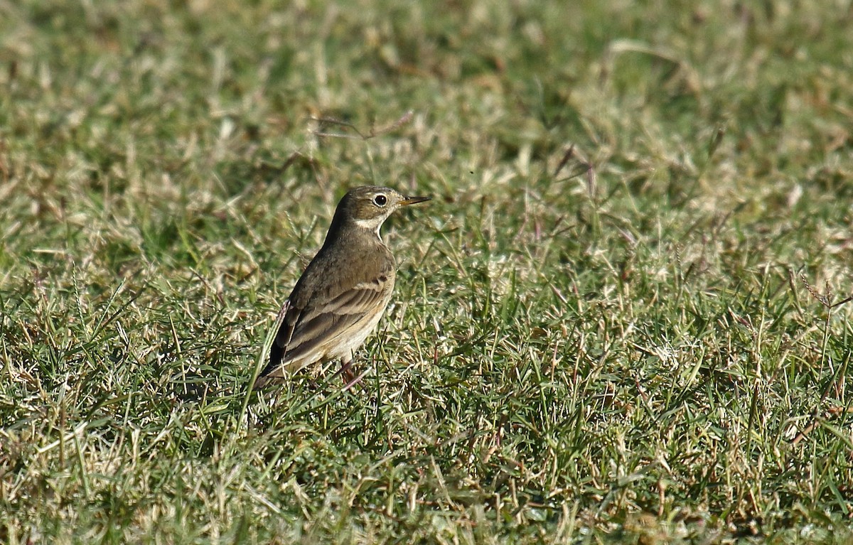 American Pipit - ML625263648