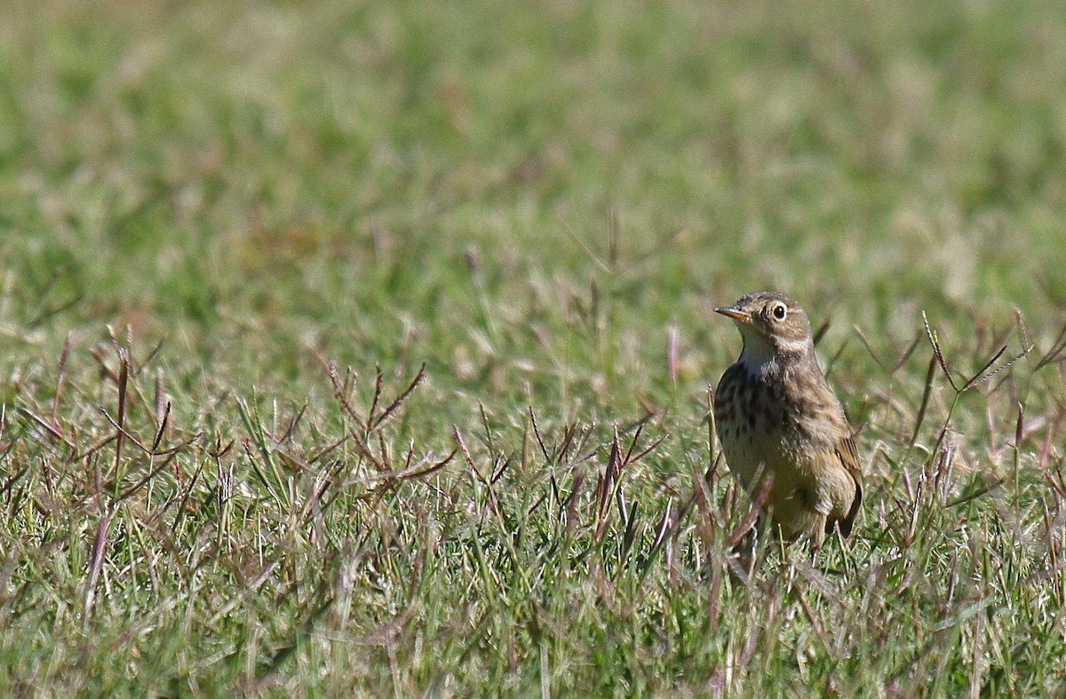 American Pipit - ML625263649