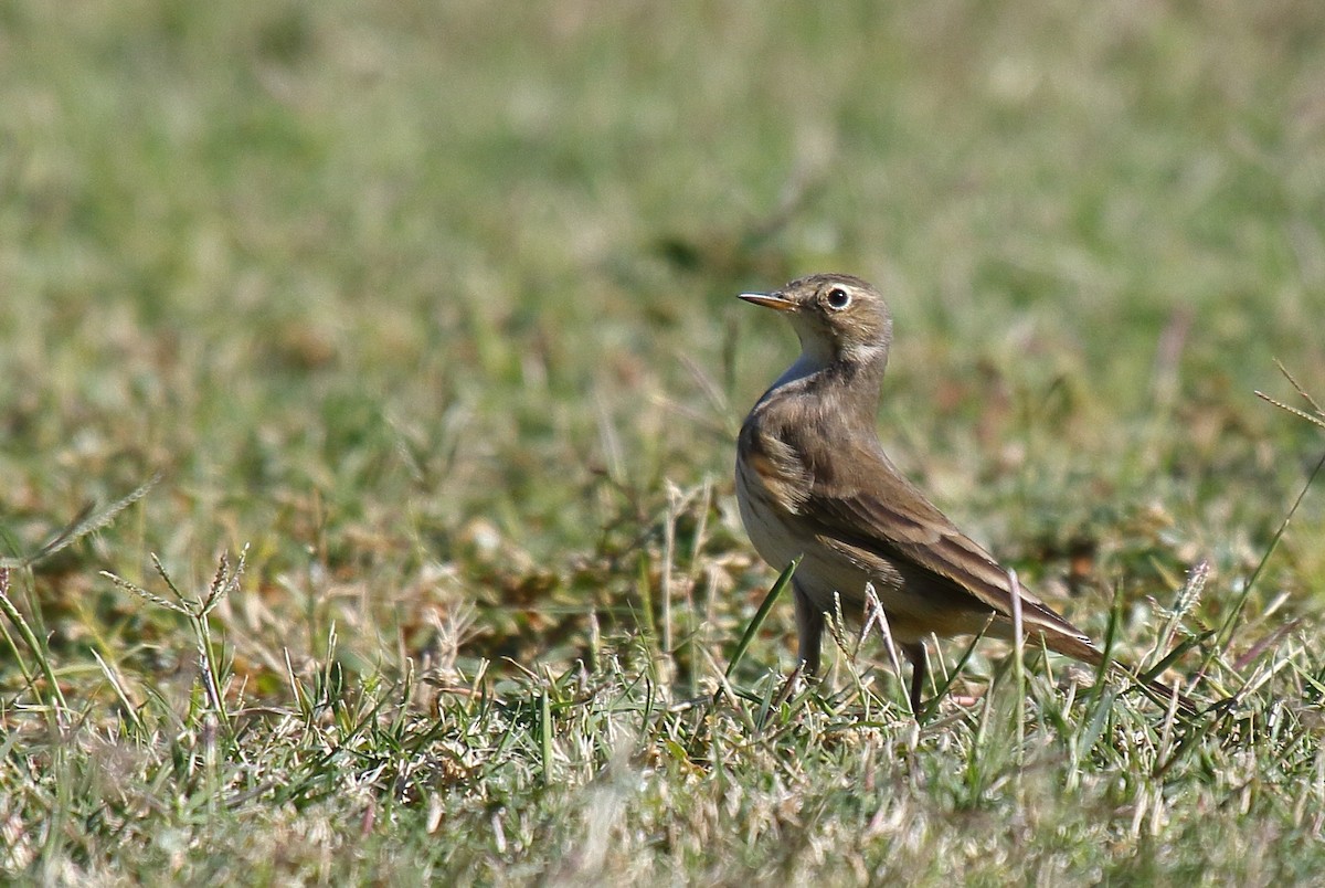 American Pipit - ML625263650