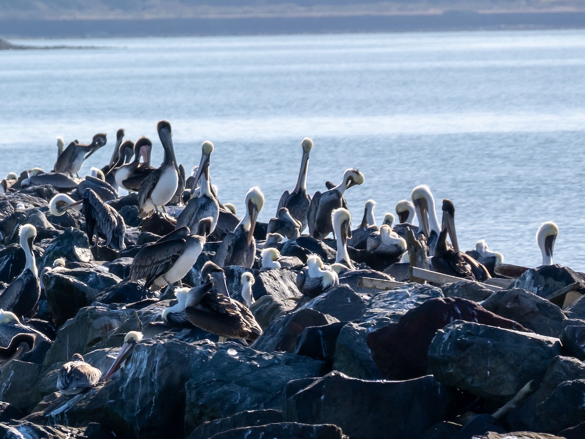 Brown Pelican - ML625263652