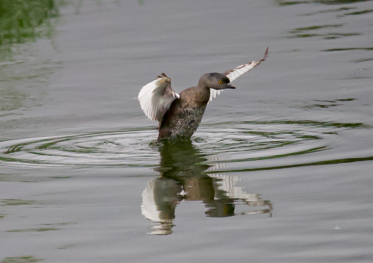 Least Grebe - ML625263659