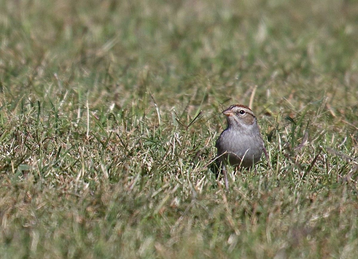 Chipping Sparrow - ML625263661