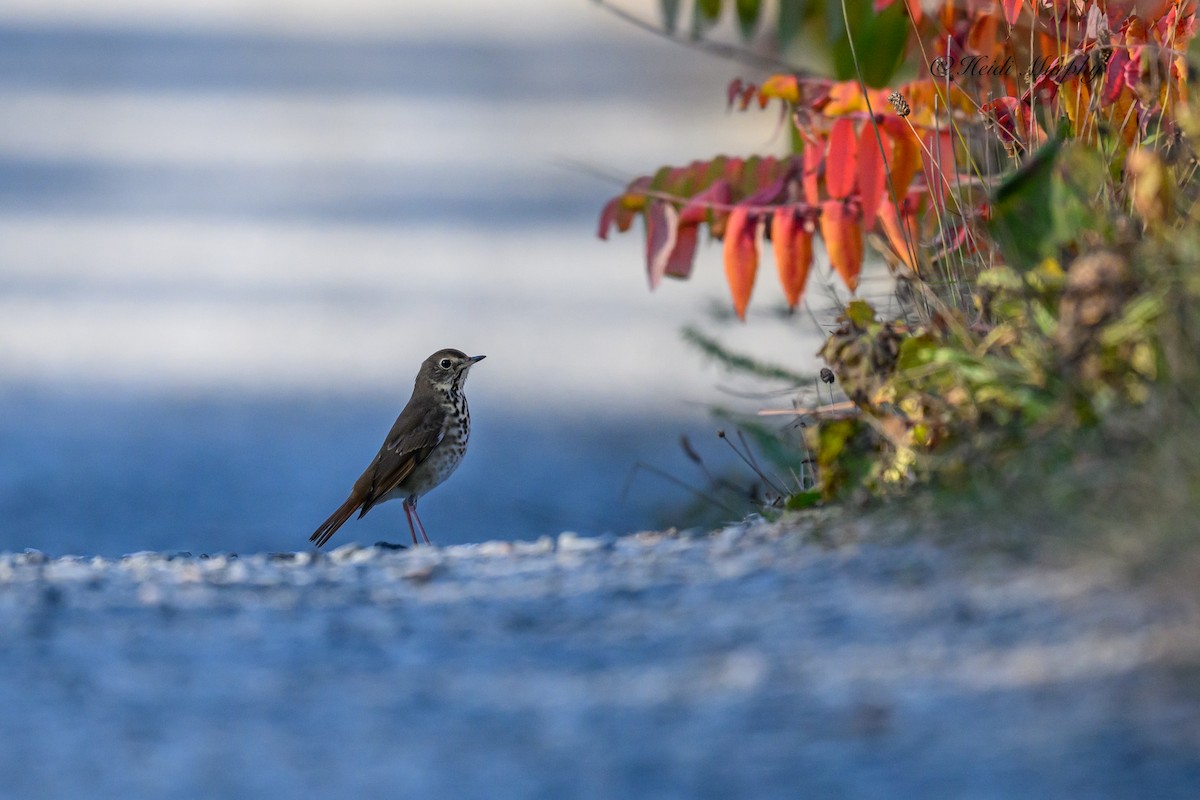 Hermit Thrush - ML625263674