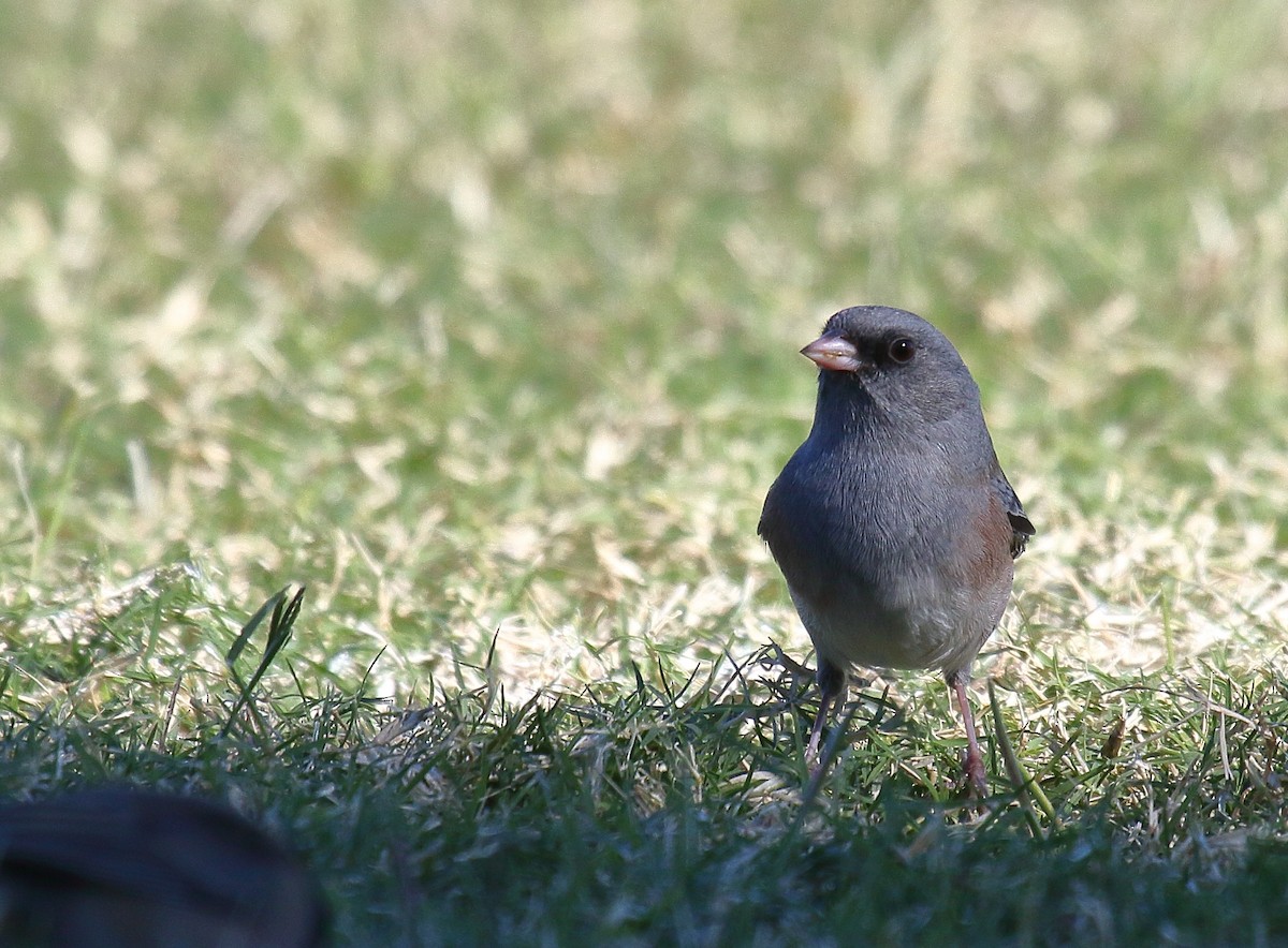 Dark-eyed Junco (Pink-sided) - ML625263678