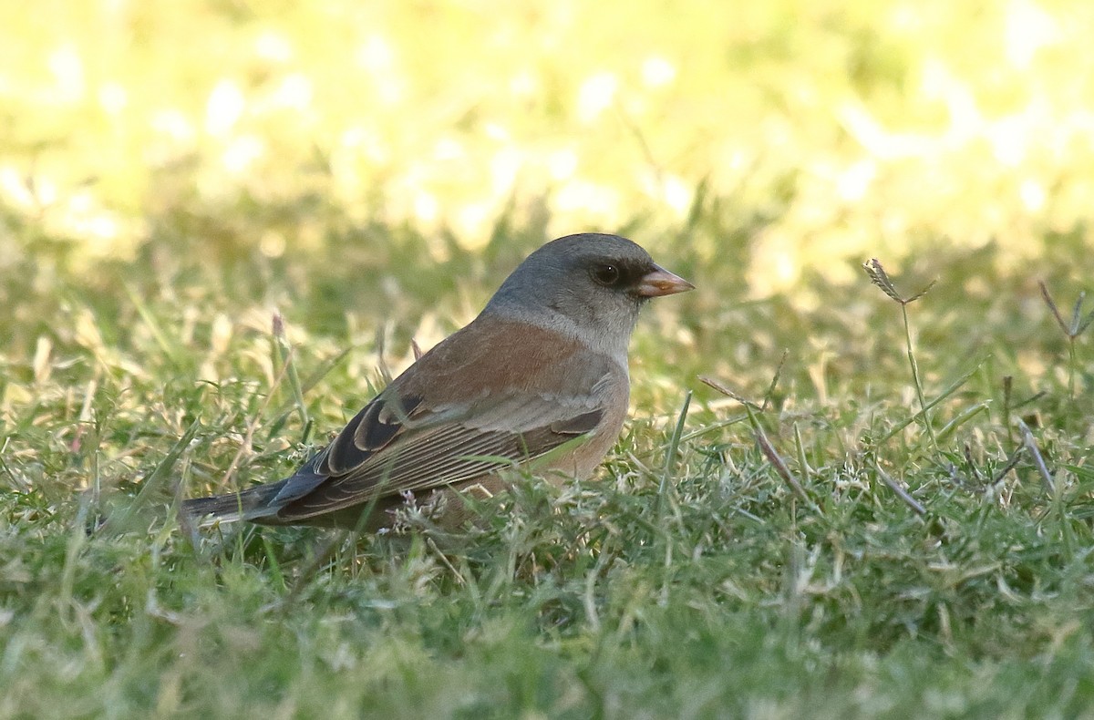 Dark-eyed Junco (Pink-sided) - ML625263679