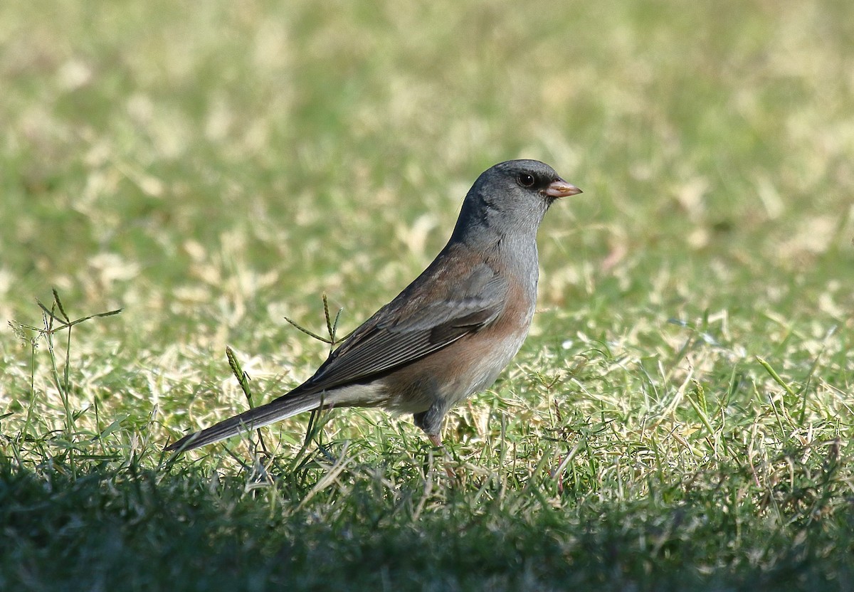 Dark-eyed Junco (Pink-sided) - ML625263680