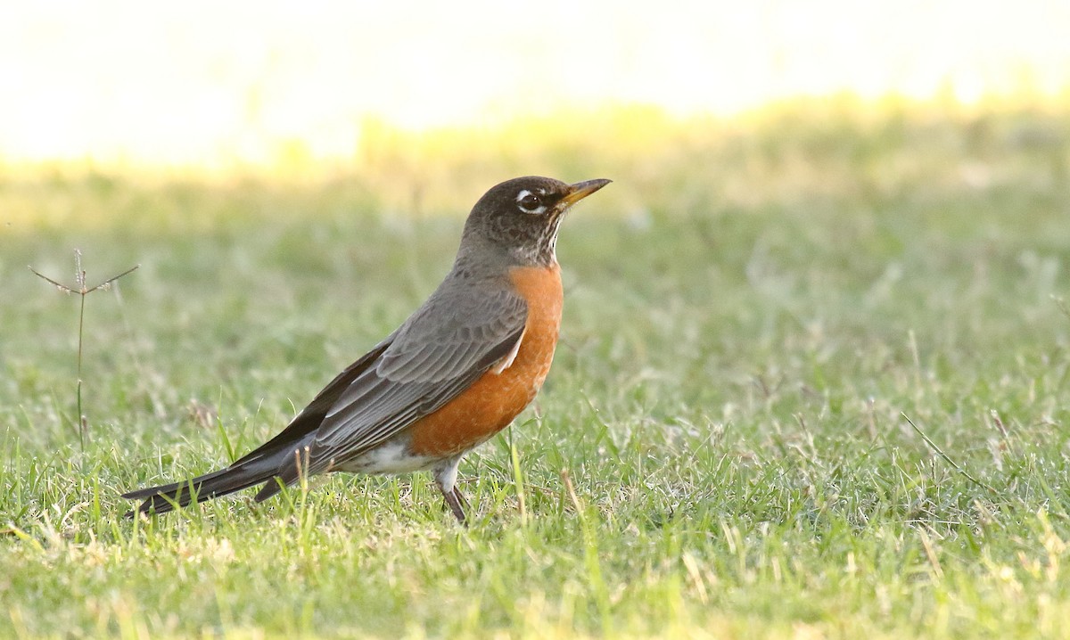 American Robin - ML625263726