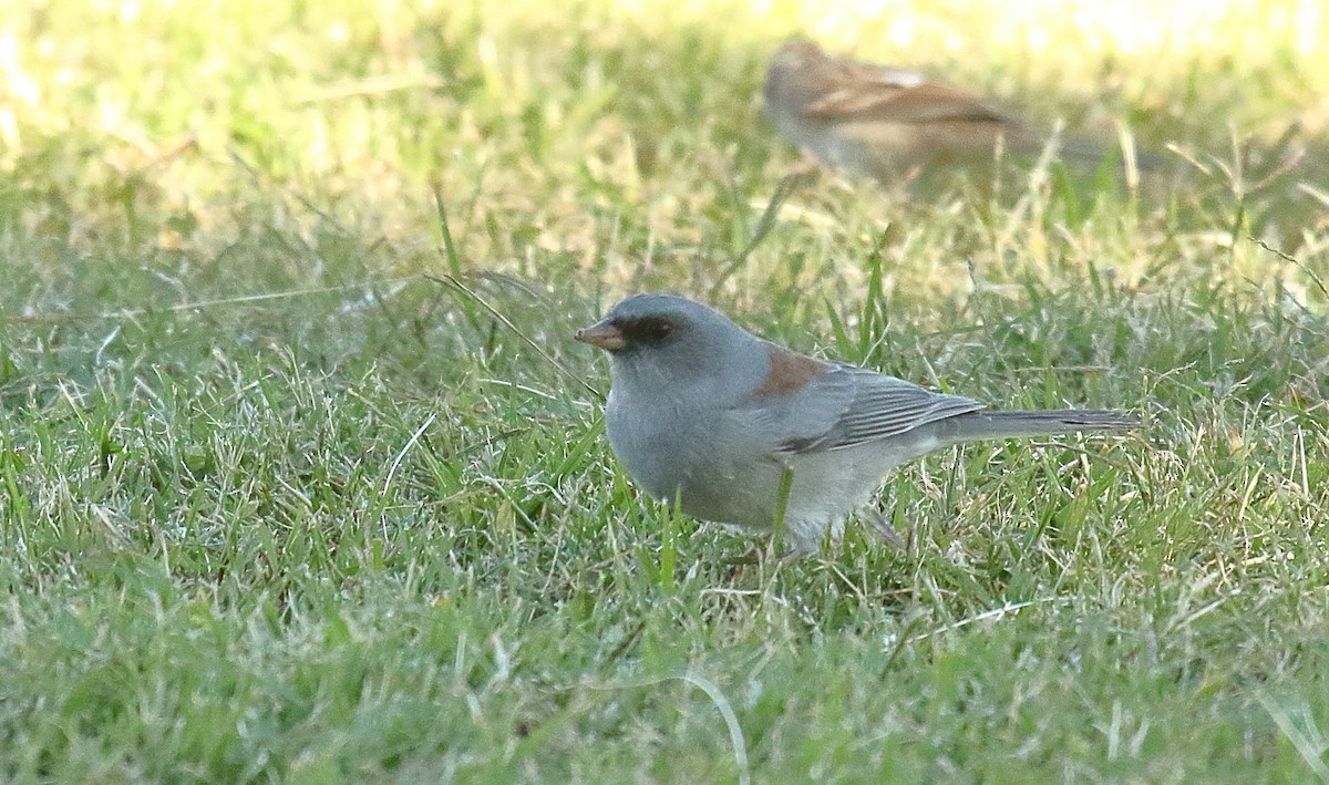 Dark-eyed Junco (Gray-headed) - ML625263743