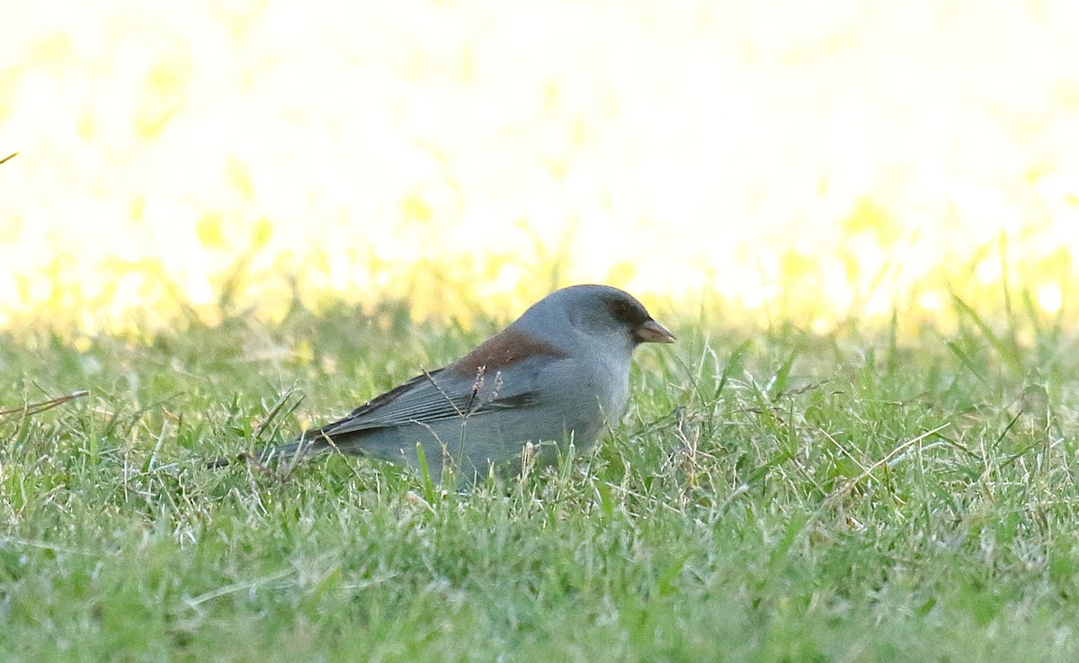 Dark-eyed Junco (Gray-headed) - ML625263744