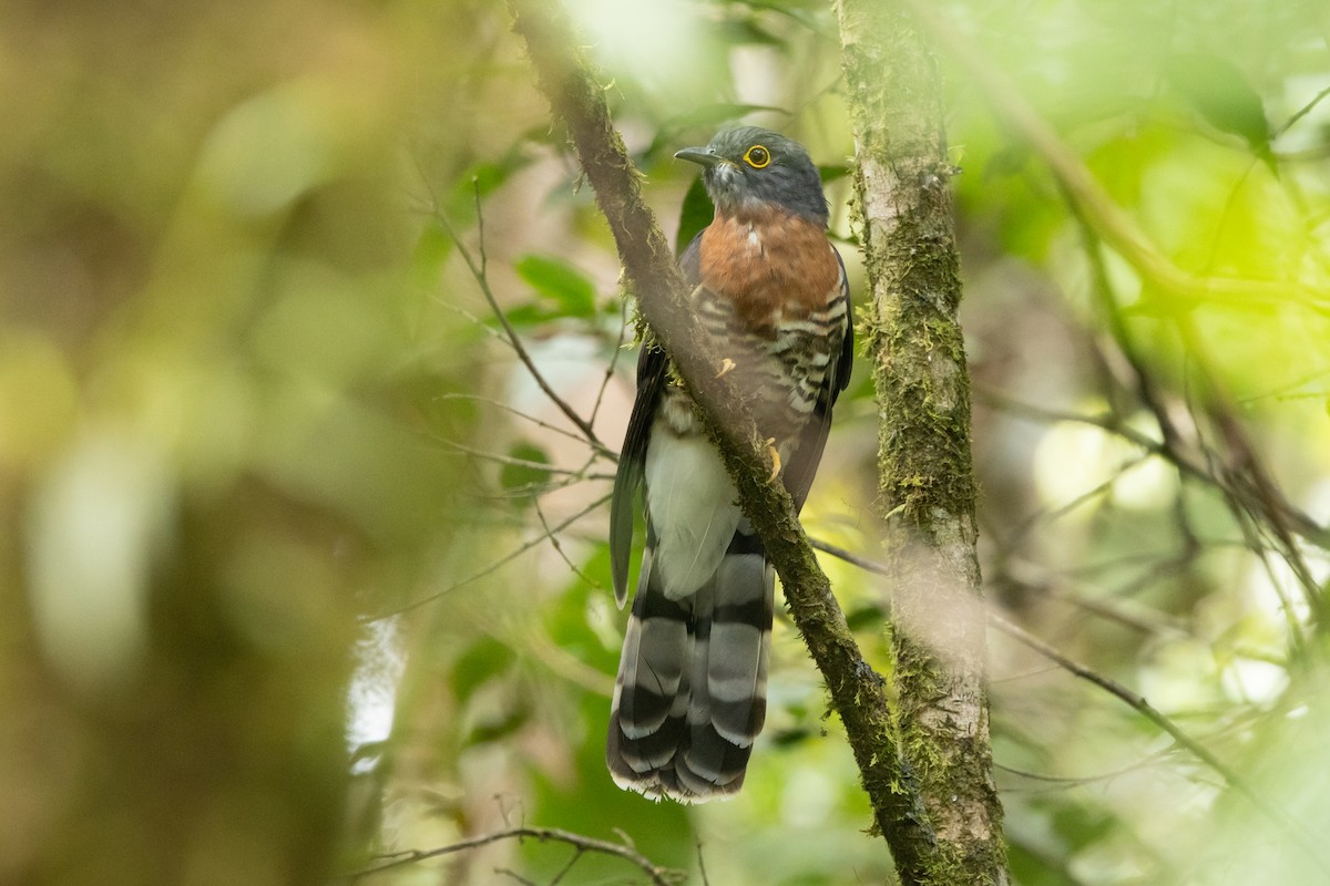 Dark Hawk-Cuckoo - ML625263745