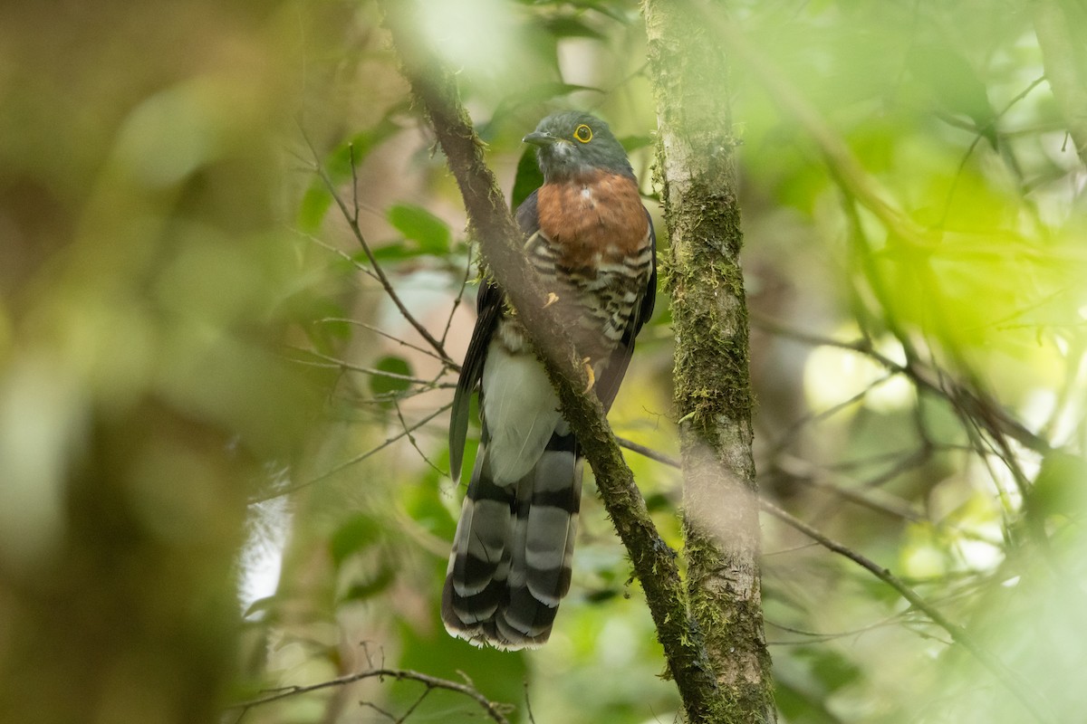 Dark Hawk-Cuckoo - ML625263757