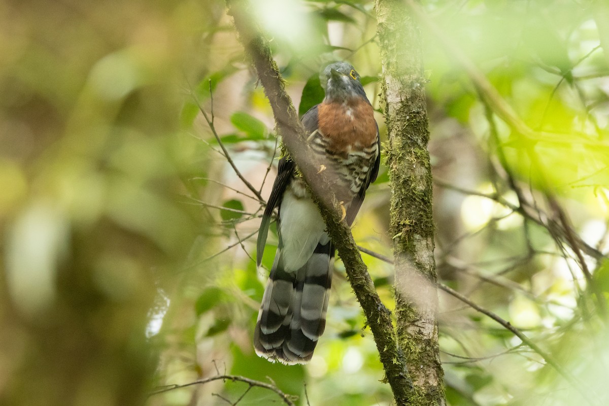 Dark Hawk-Cuckoo - ML625263760