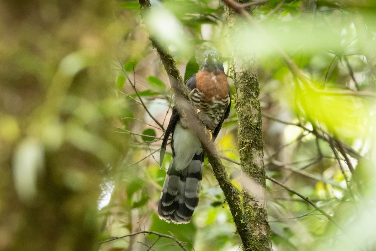 Dark Hawk-Cuckoo - ML625263761