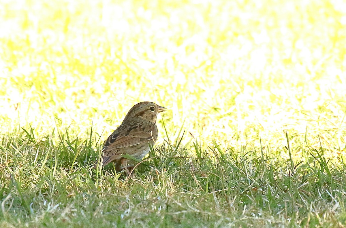 Lincoln's Sparrow - ML625263764