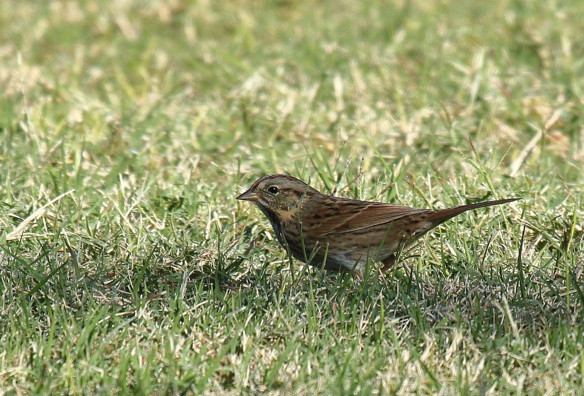 Lincoln's Sparrow - ML625263765