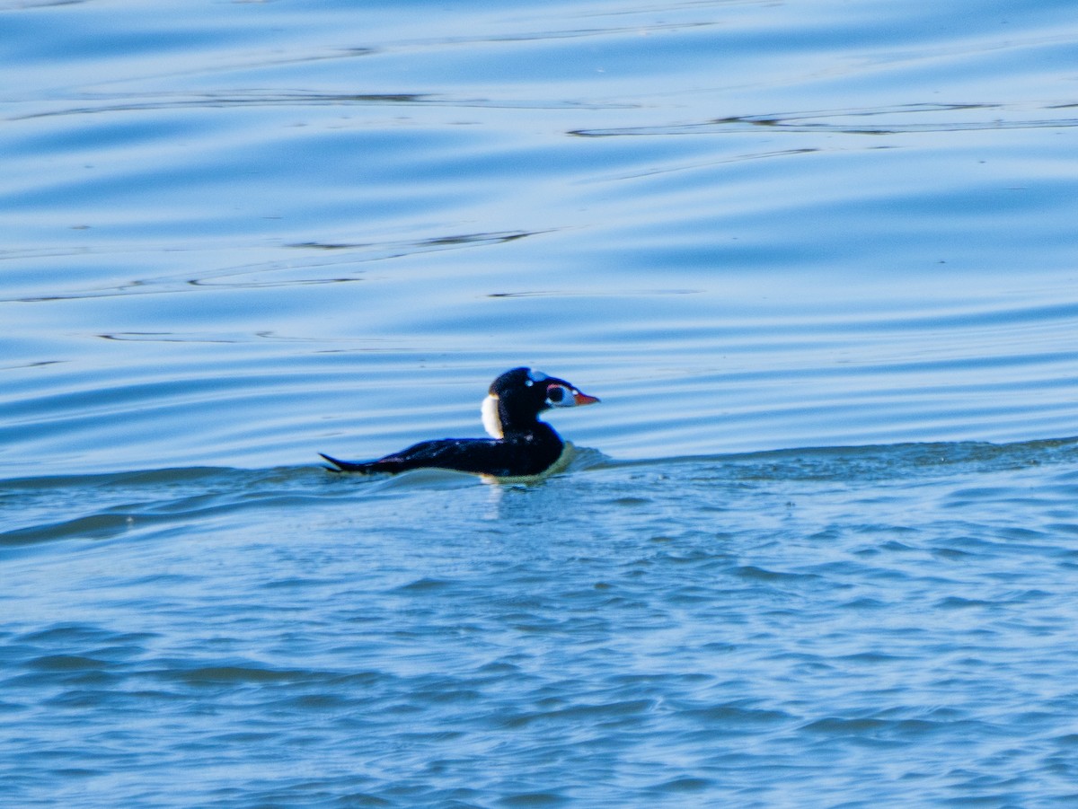 Surf Scoter - ML625263780
