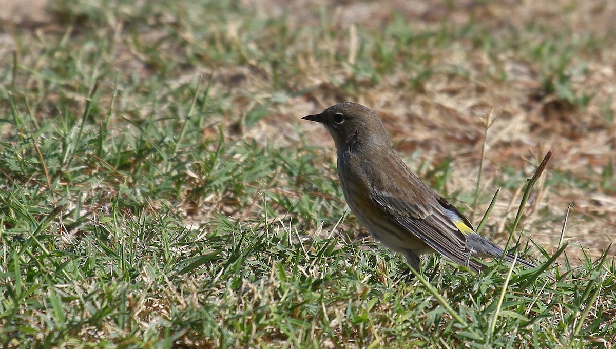 Yellow-rumped Warbler (Audubon's) - ML625263804