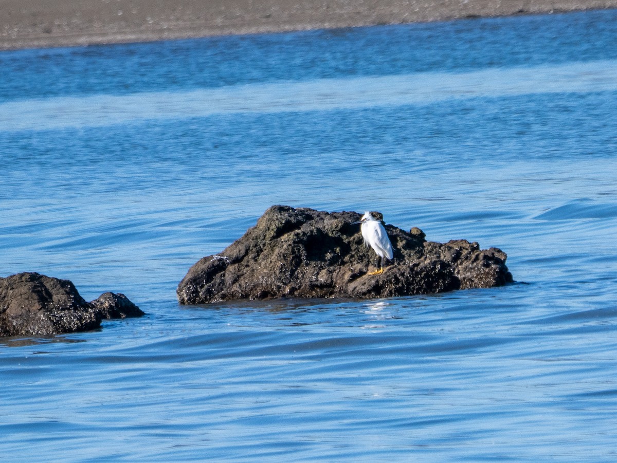 Snowy Egret - ML625263807
