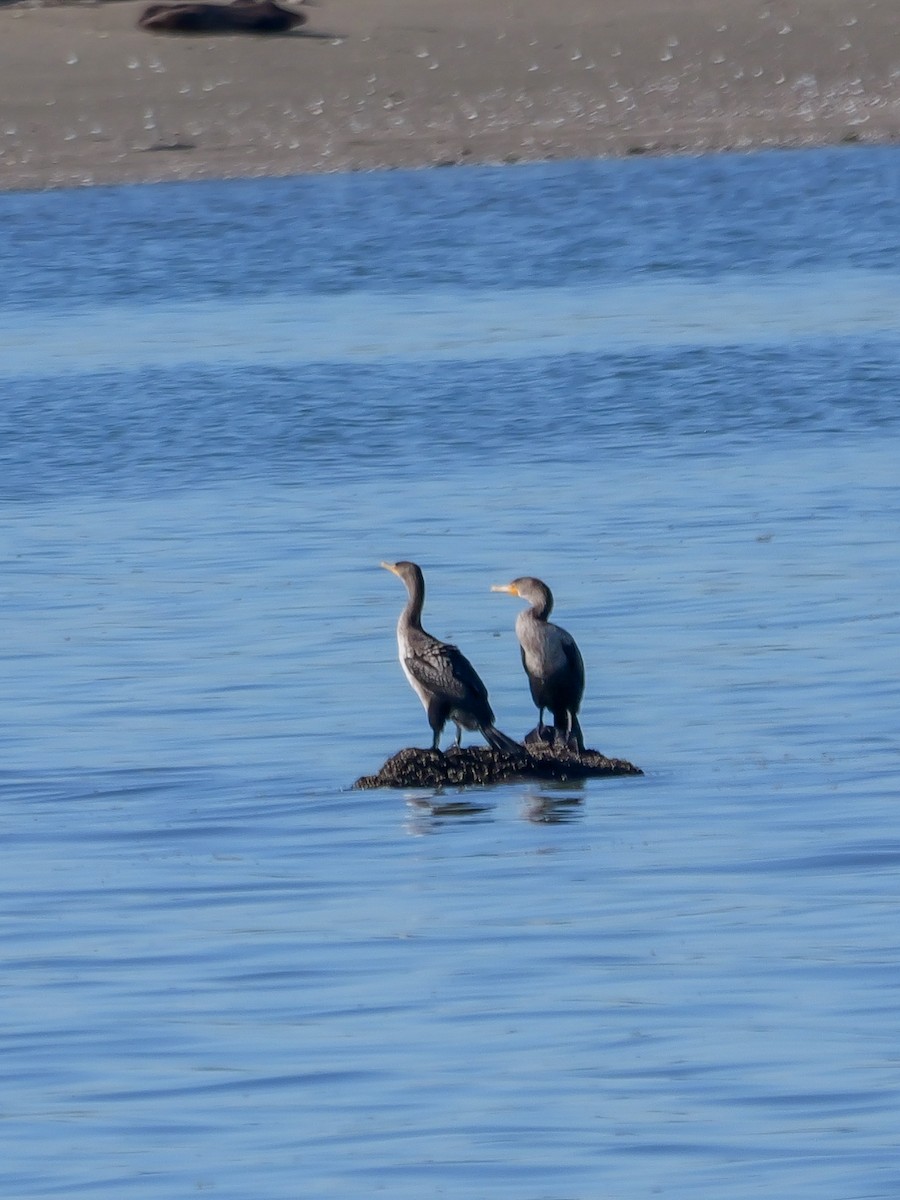 Double-crested Cormorant - ML625263822