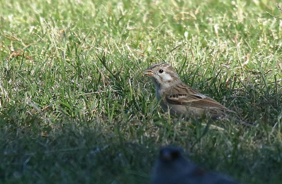 Brewer's Sparrow - ML625263848