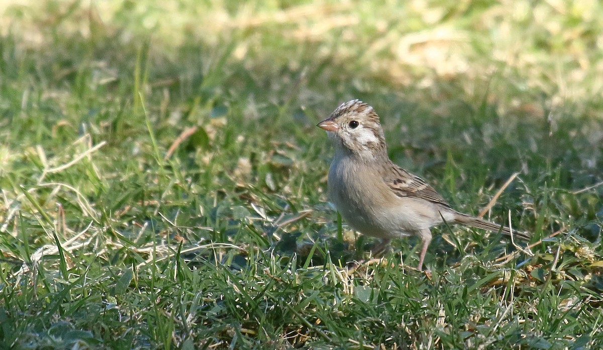 Brewer's Sparrow - ML625263849