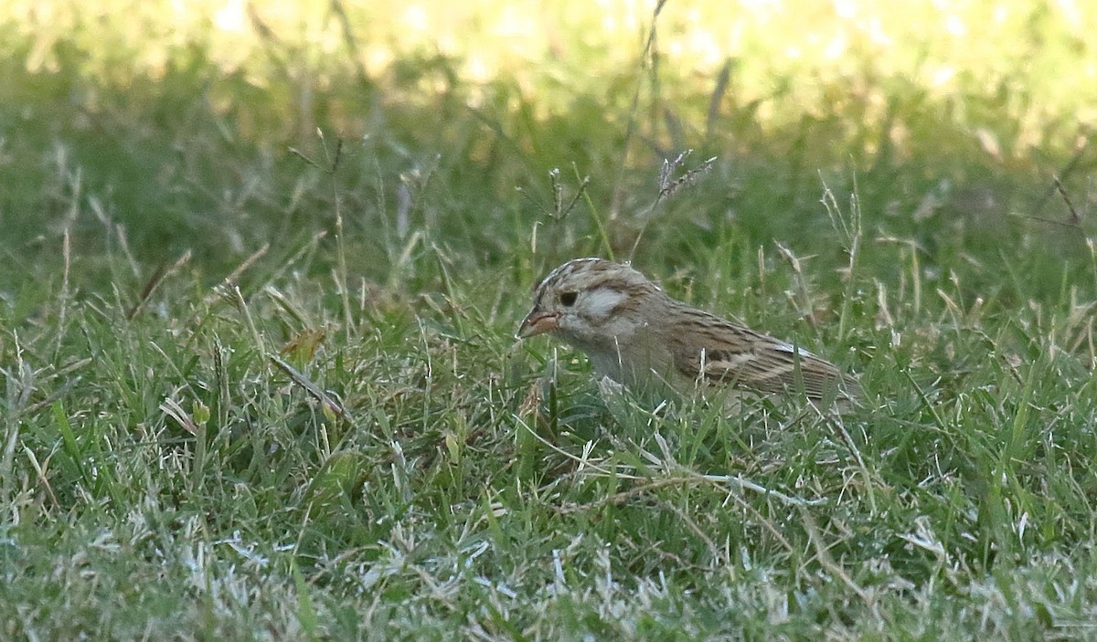 Brewer's Sparrow - ML625263850