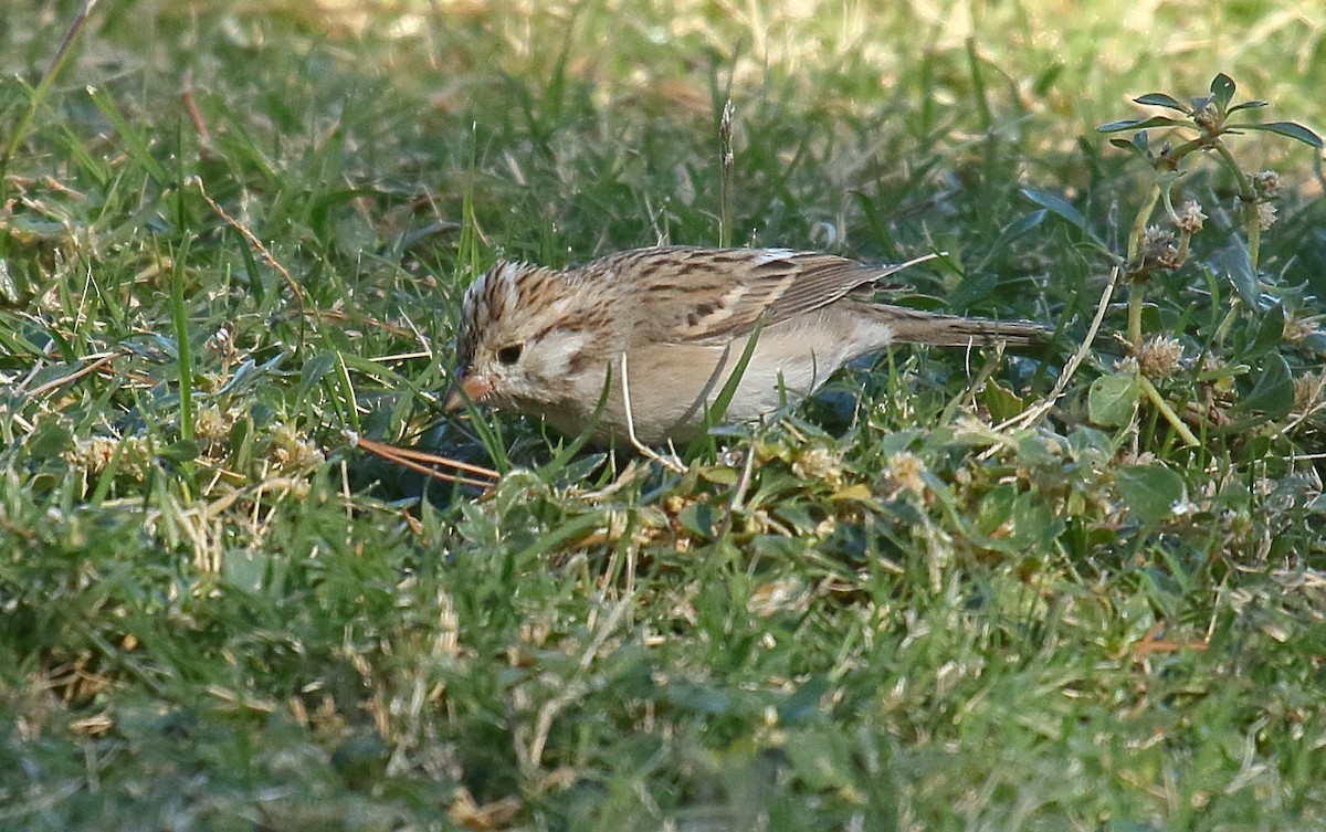 Brewer's Sparrow - ML625263851