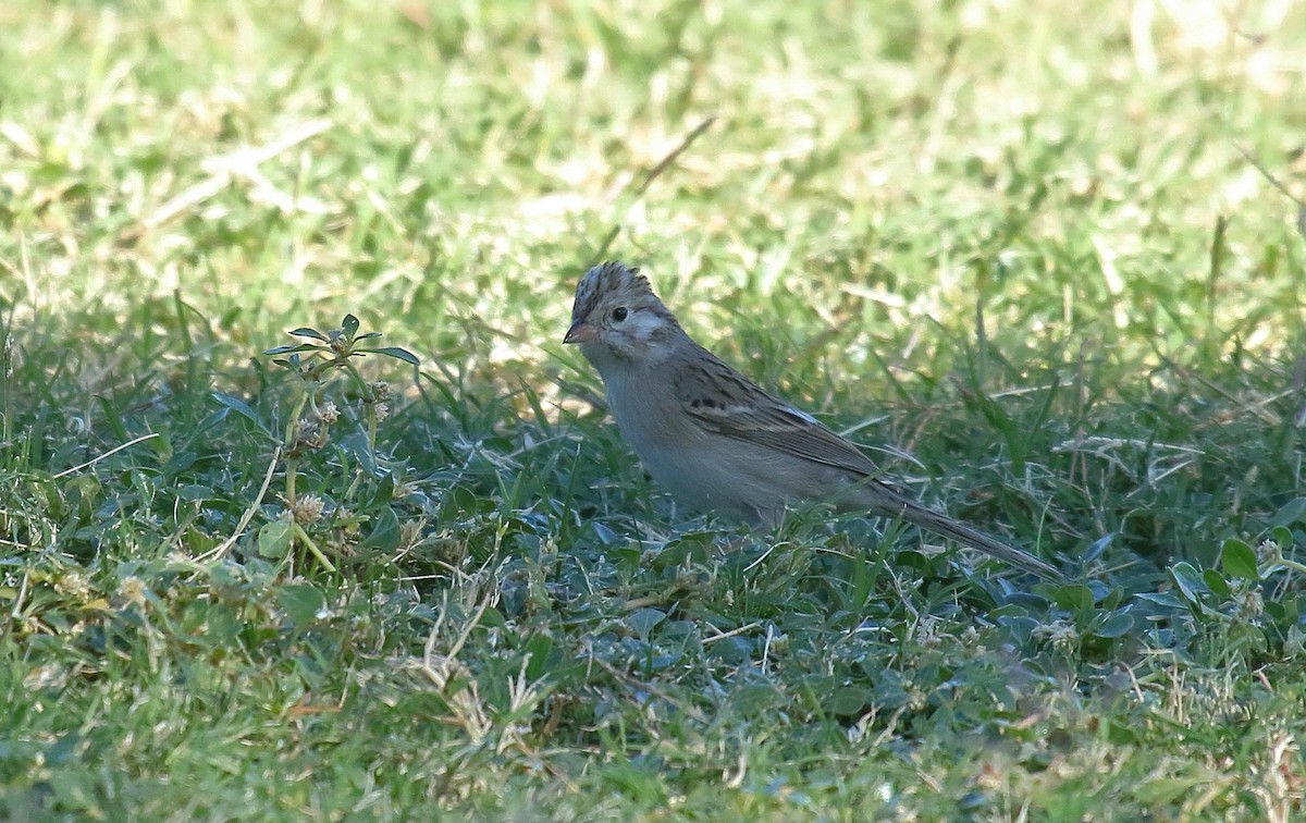 Brewer's Sparrow - ML625263852