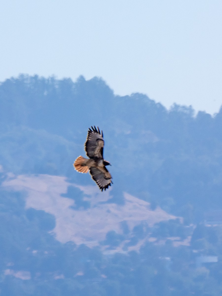 Red-tailed Hawk - ML625263856