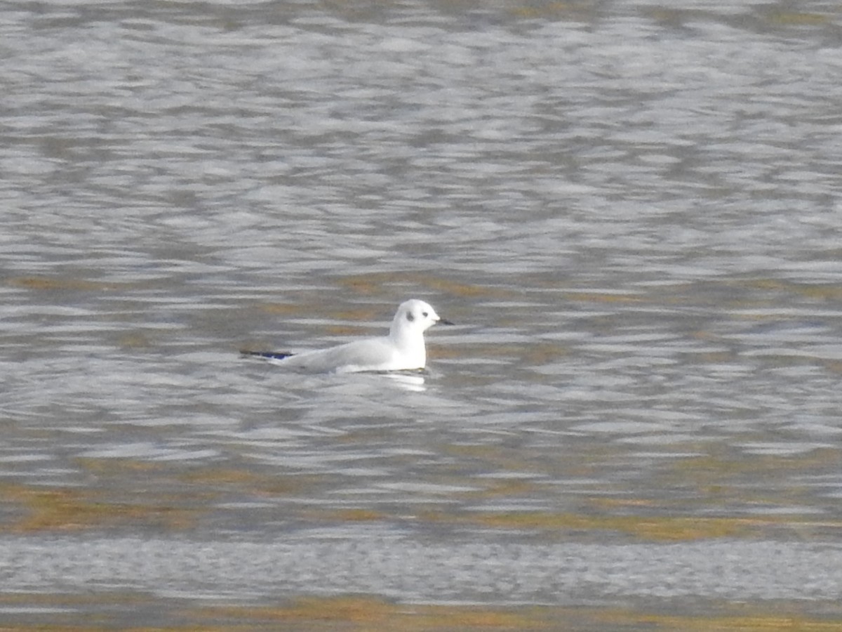 Bonaparte's Gull - ML625263872